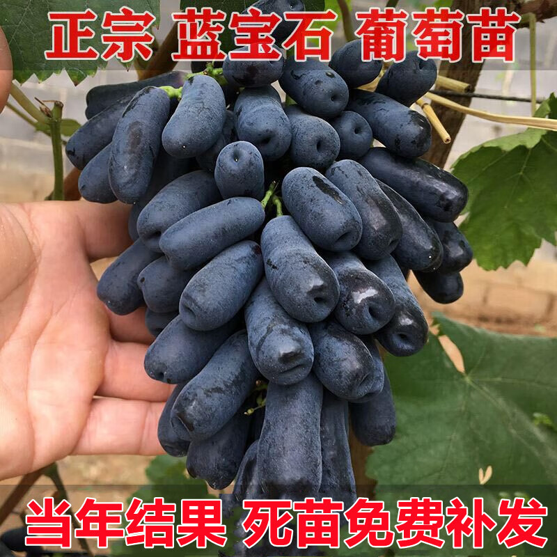 蓝宝石葡萄树苗南方北方种植盆栽地栽庭院果树苗特大爬藤树苗当年