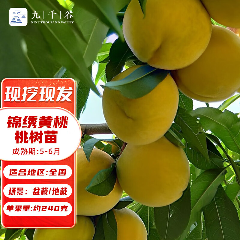 桃树苗南方 锦绣黄桃嫁接果树苗盆栽地栽露天种植好种易活9590