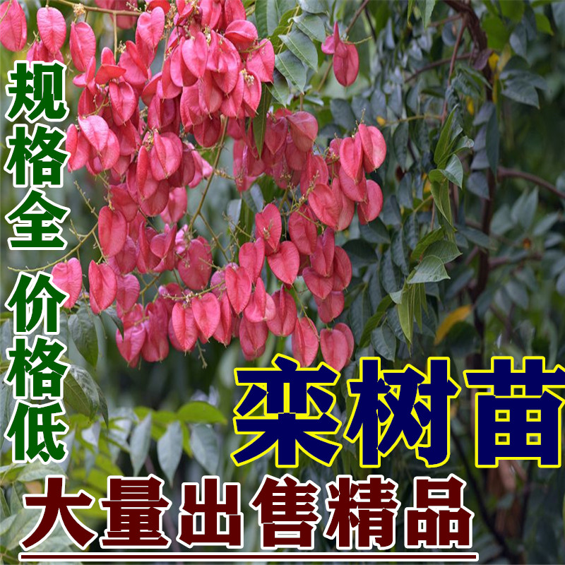 栾树树苗黄山栾北京栾园林工程庭院风景物行道树绿化苗木占地拆迁