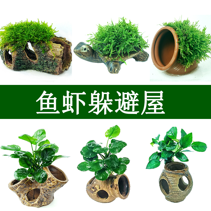 鱼缸造景水草莫斯水榕陶罐活体水族箱水下淡水懒人增氧摆件躲避屋