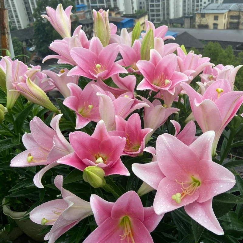 花自开25年【铁炮百合】优质种球乙女卡里粉天堂白特里乙女耐寒耐热