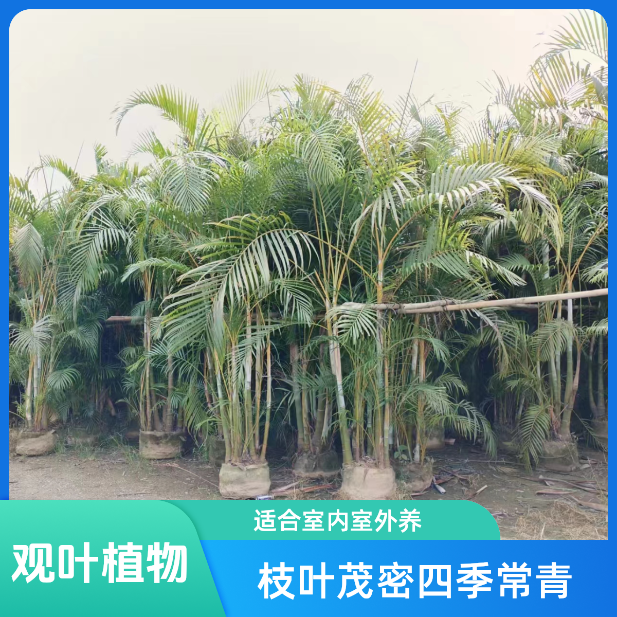 散尾葵批发基地直播大型庭院花园室外绿植室内客厅落地盆栽凤尾竹