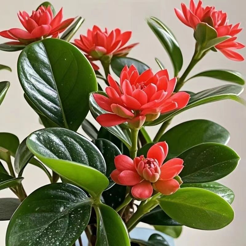 大促活动】新品碧玉花卉绿植四季开花室内植物好养活的绿植