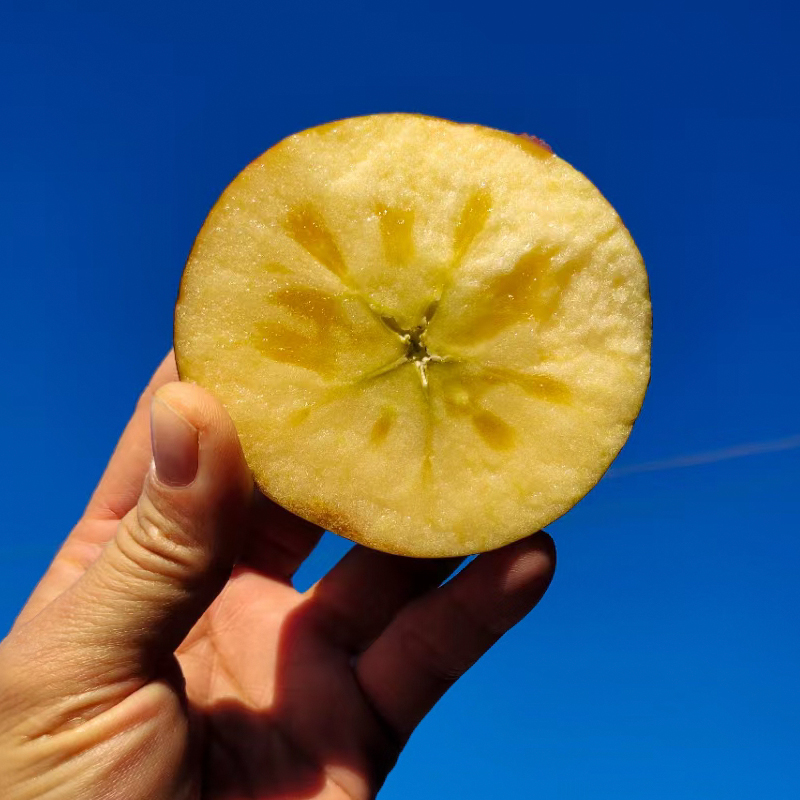 云南丑苹果蒙自西北勒冰糖心脆甜多汁爽口高山野苹果大果净重8斤