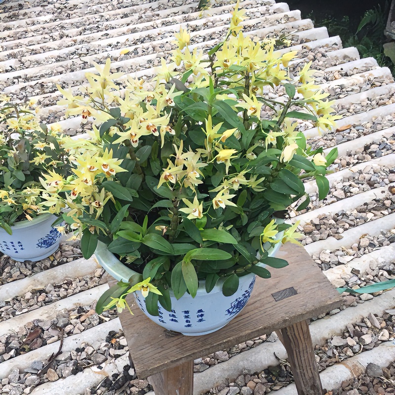 正宗原产地红杆软脚铁皮石斛三年盆栽1盆