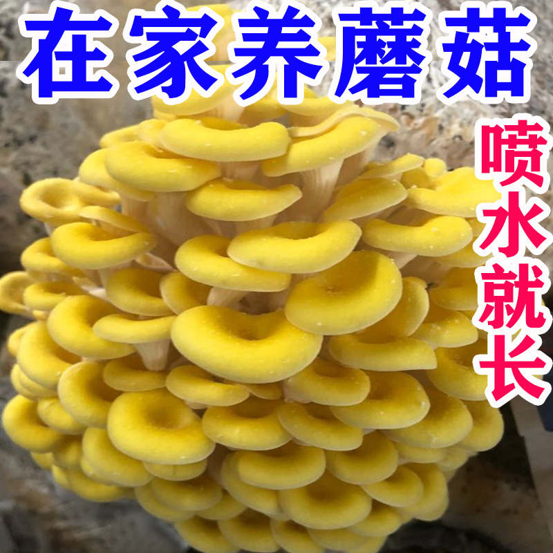 【蘑菇吃不完】喷水就长蘑菇菌包菌种 蘑菇菌包菌种 蘑菇菌包菌种包