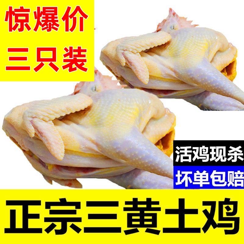 【拍两只送1只】3只三黄鸡农家散养土鸡老母鸡整只笨鸡月子鸡2只