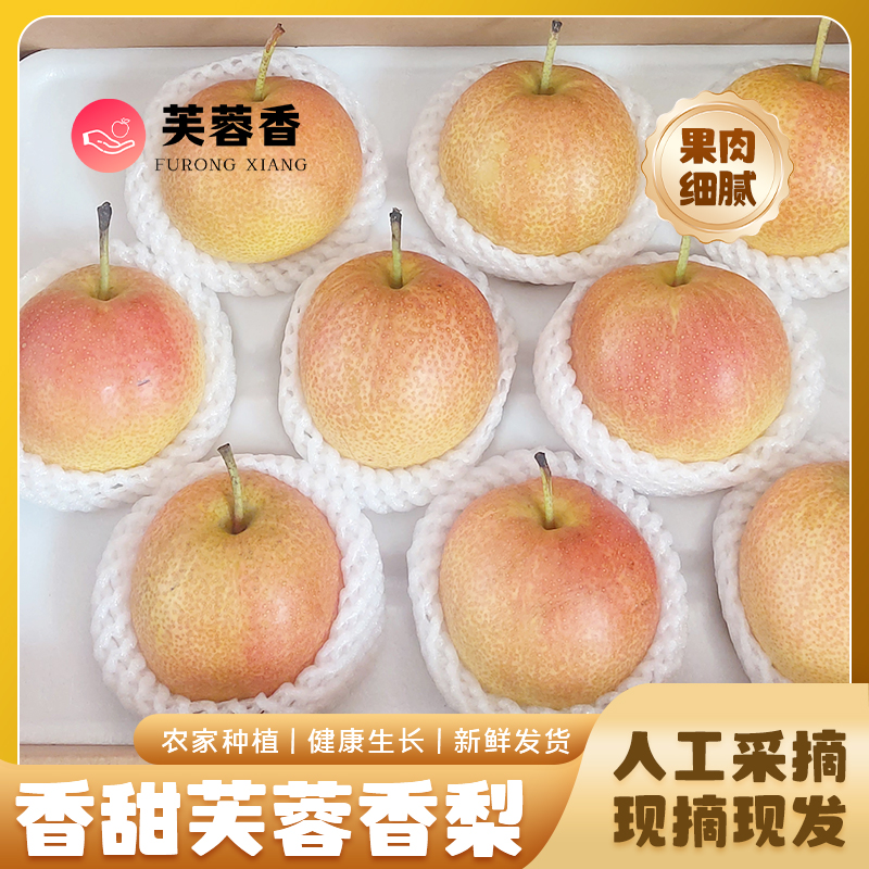 【25年新梨】芙蓉香梨脆甜可口皮薄多汁无渣砀酥梨丑梨蜜梨整箱酥脆
