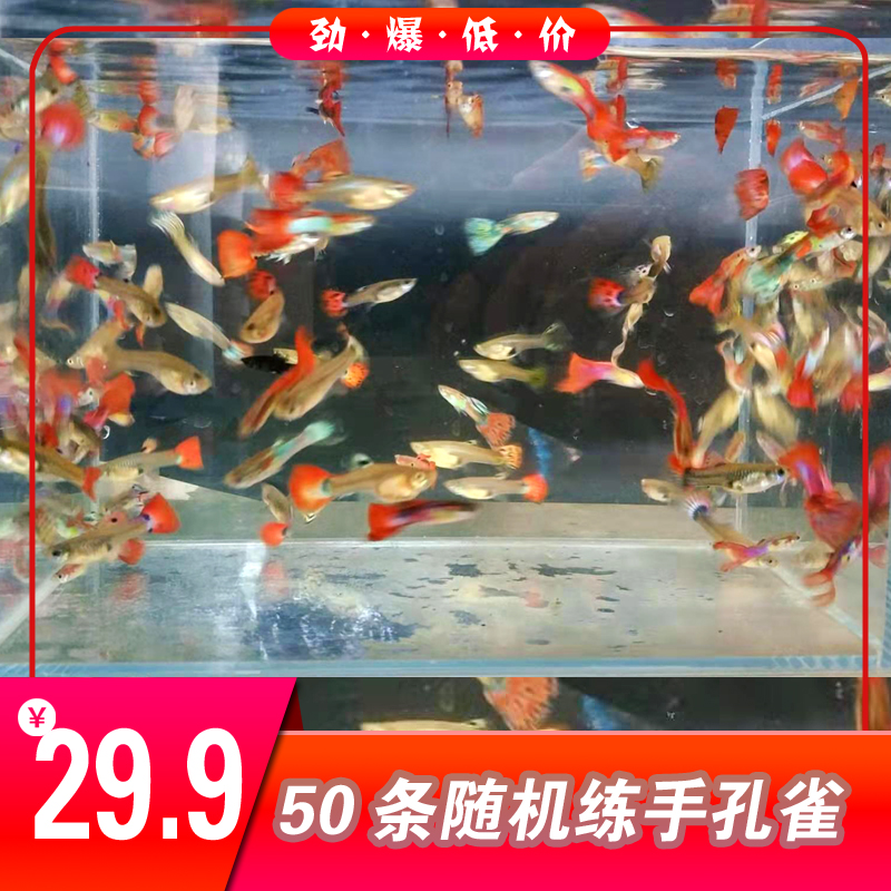 小型淡水热带观赏鱼胎生宠物鱼纯种精品孔雀鱼活体渔场直发包活