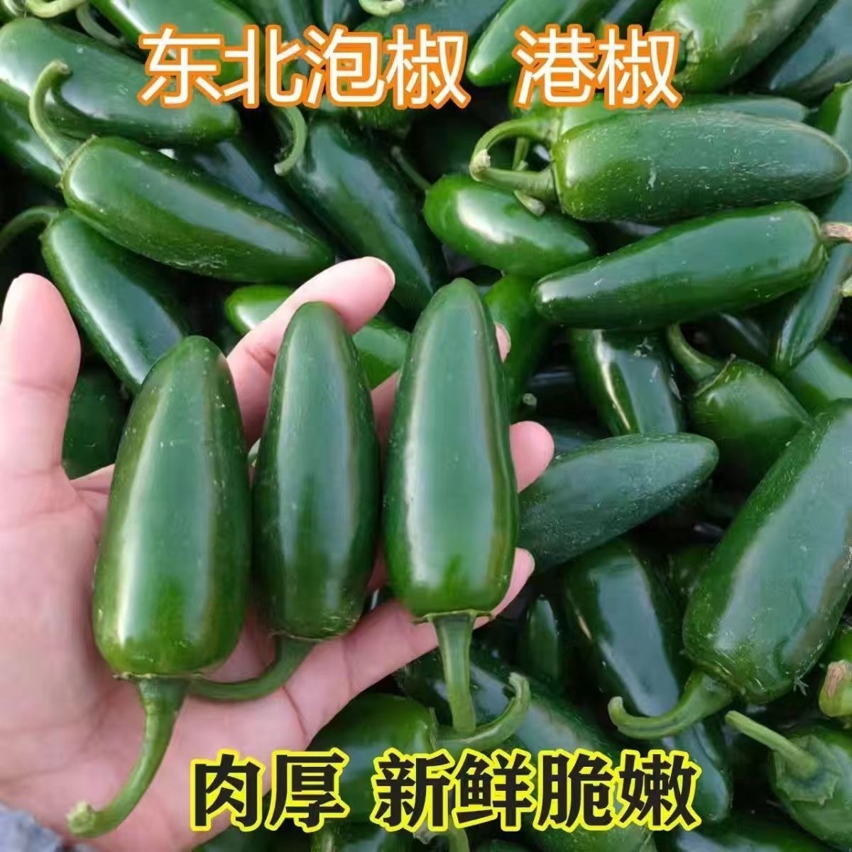 东北港椒泡椒9斤新鲜蔬菜腌制辣椒咸菜港椒1斤肉厚港椒辣椒