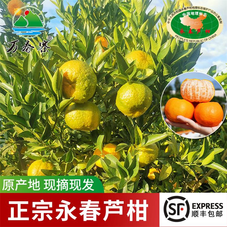 万春寨正宗福建永春芦柑 顺丰大果柑桔橘子桔子 香甜多汁现摘现发