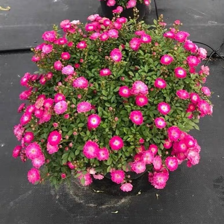 三棵紫红微月小苗多头丰花勤花多季开花