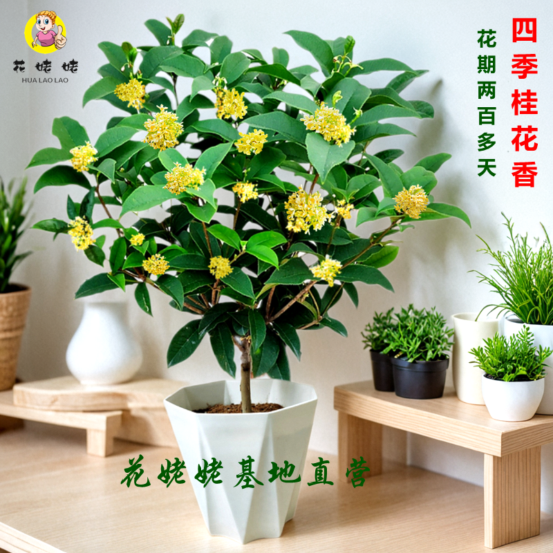 秋冬季新品四季桂花花期长盆栽室内好养浓香型花庭院大型绿植热卖
