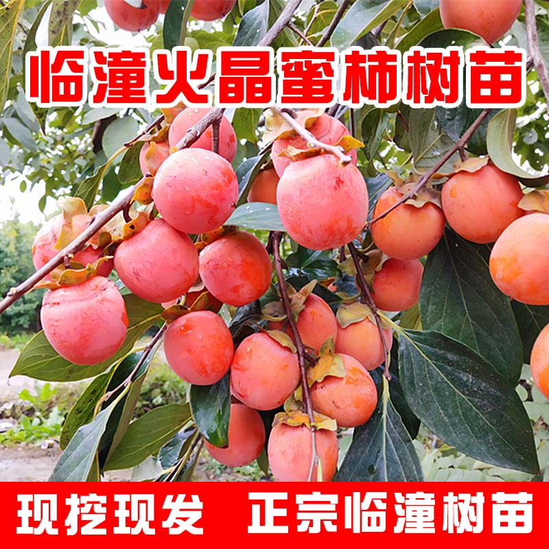 【火罐柿子】陕西临潼火晶小蜜柿产地果树苗嫁接柿子苗石榴树大树苗