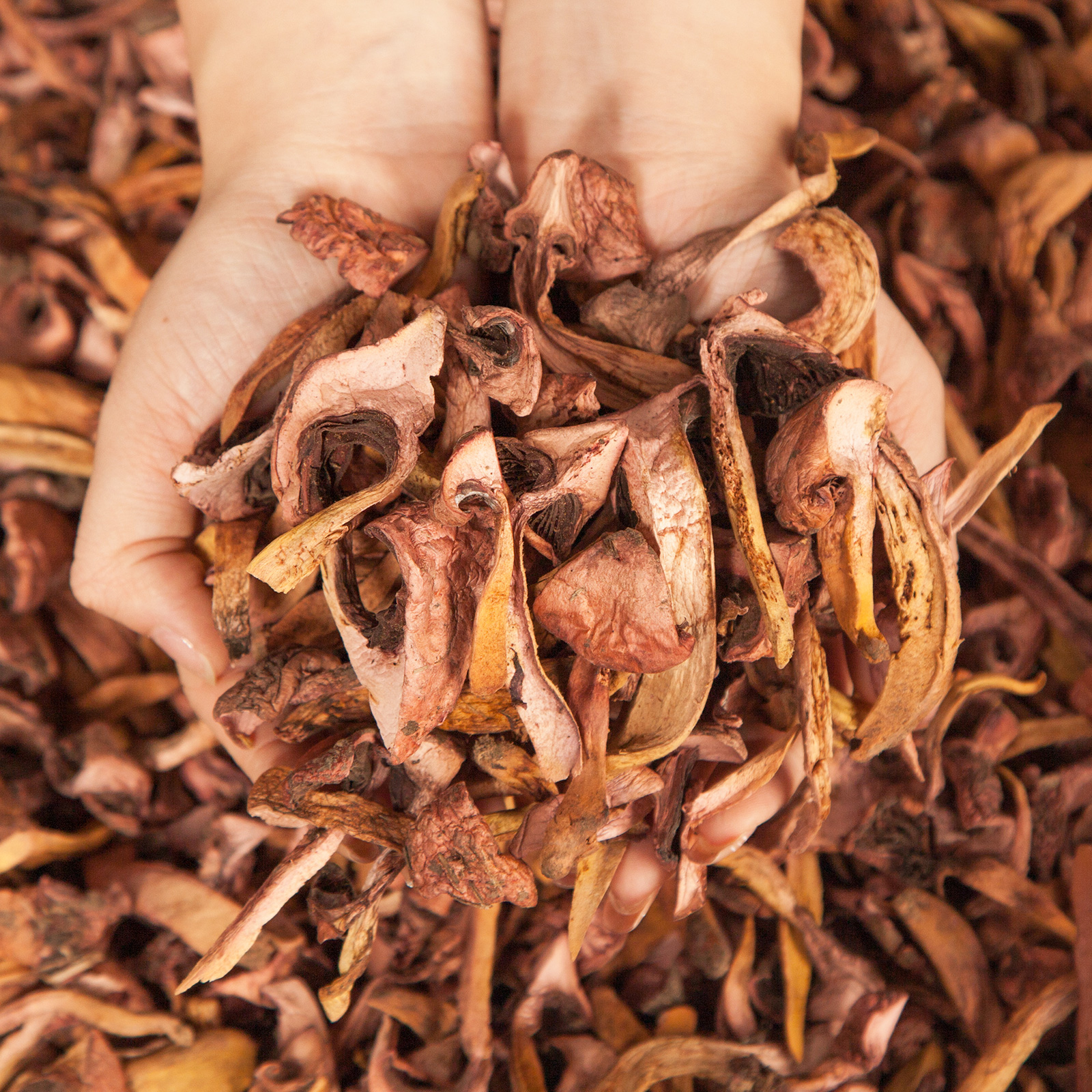 溪味道东北野生松树伞蘑菇干长白山特产红蘑干货食用菌肉蘑