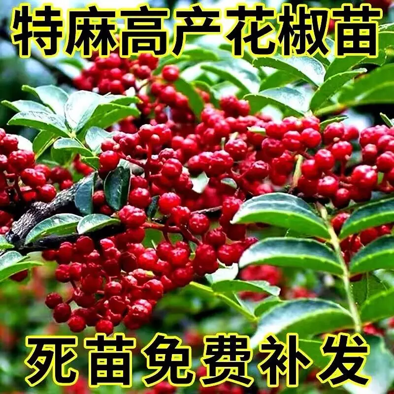 花椒苗树大红袍藤椒盆栽地栽食用阳台四川当年结果无刺青花椒小苗