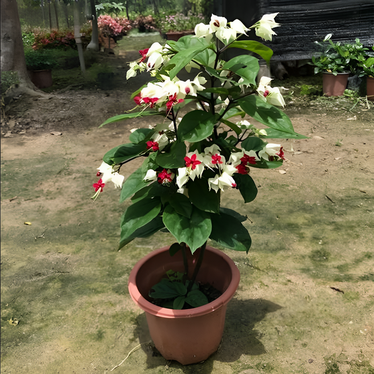 九龙吐珠盆栽红龙吐珠白龙吐珠阳台红色花卉四季带花苞发货易养