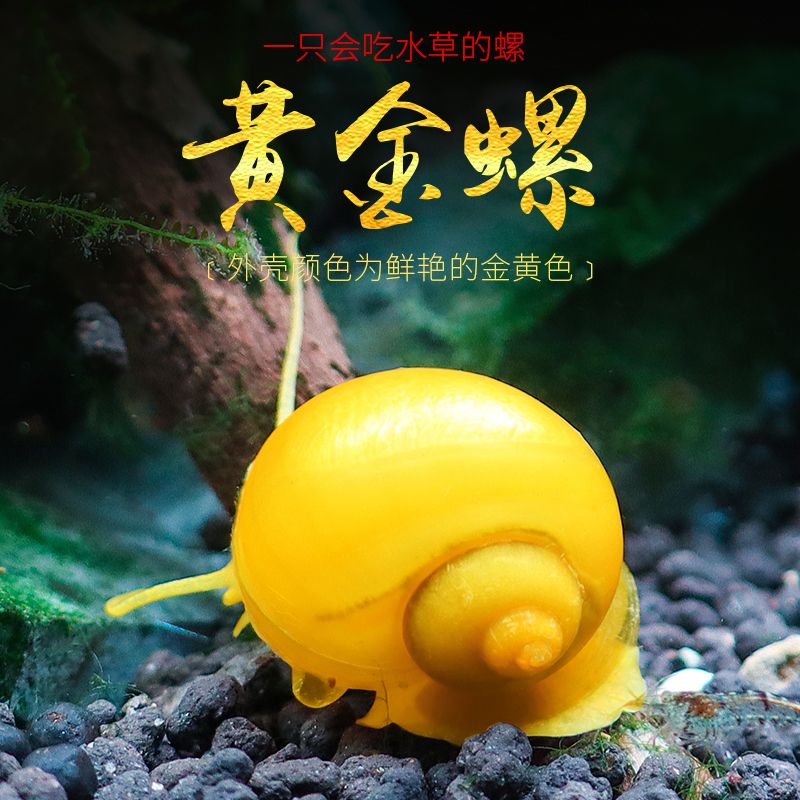 【好养易活】观赏鱼斑马鱼黄金螺除藻螺清洁螺观赏螺除苔清理残食