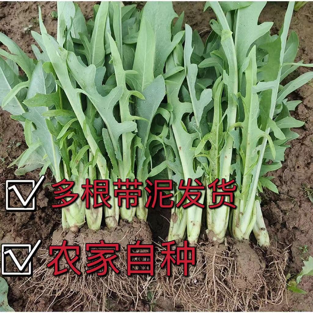 正宗广西博白甜麦种苗高州甜麦菜苗带泥发货脆甜爽口盆栽蔬菜四季