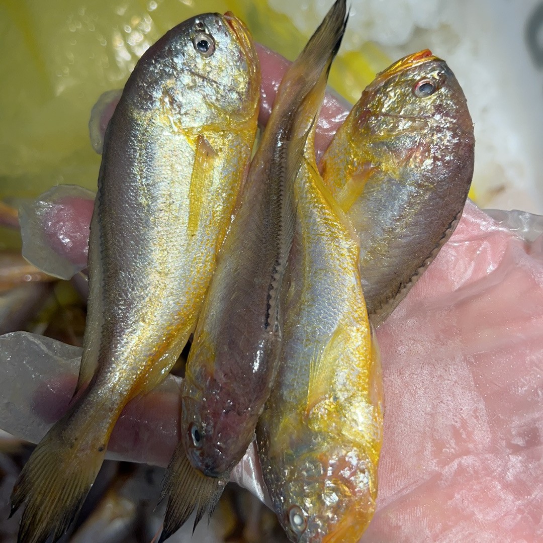 台州新鲜野生大头梅童鱼3斤顺丰包邮