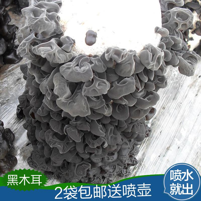 黑木耳菌种菌种子菌菇包种盆栽食用菌棒蘑菇菌包家庭室内种植
