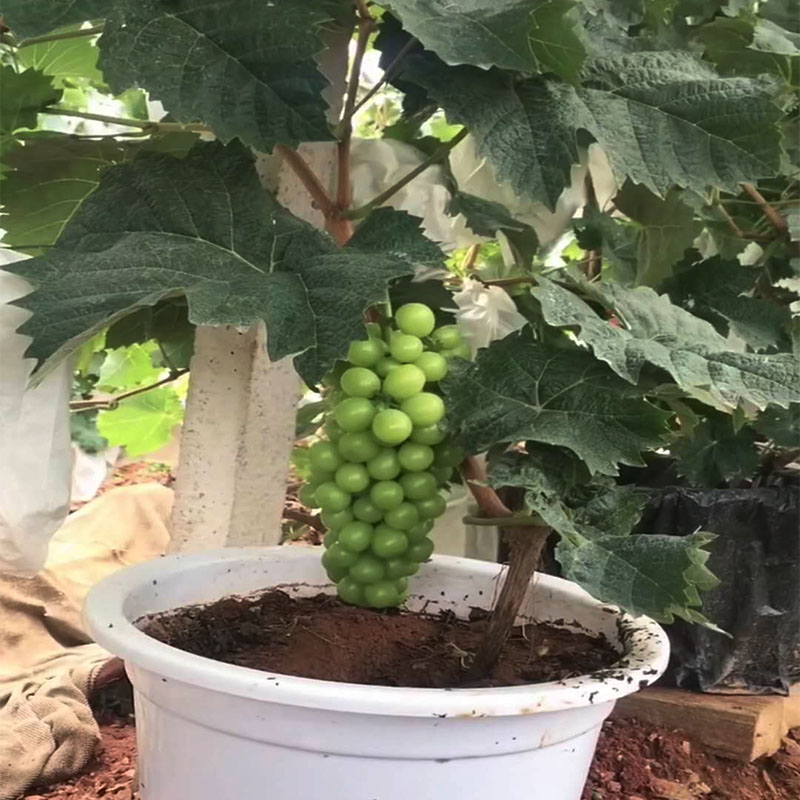 阳光玫瑰葡萄苗阳光玫瑰无核葡萄树苗庭院爬藤北方耐寒果树苗