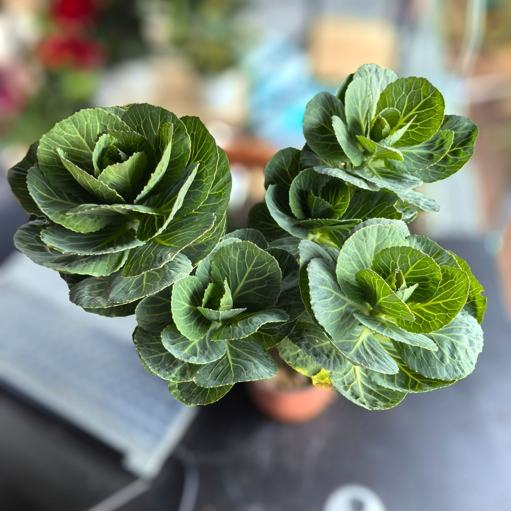 羽衣甘蓝老桩多头耐寒耐热耐冻观赏植物室内外庭院阳台