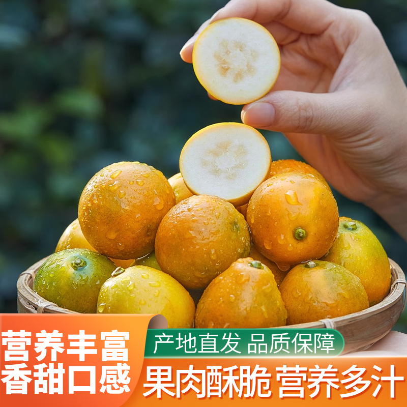 【会爆汁】正宗脆蜜金桔无核多汁新鲜现摘现发清甜爽口