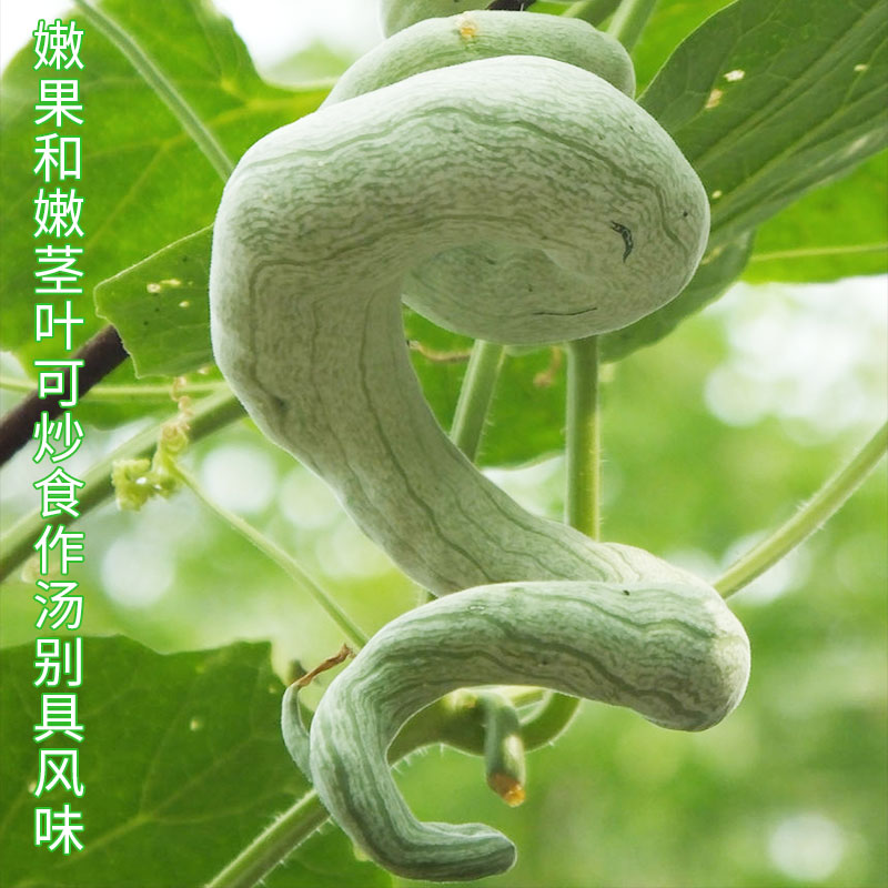 籽种拍三送一四季长蔬菜孑超长巨型蛇瓜特长南方蛇豆角