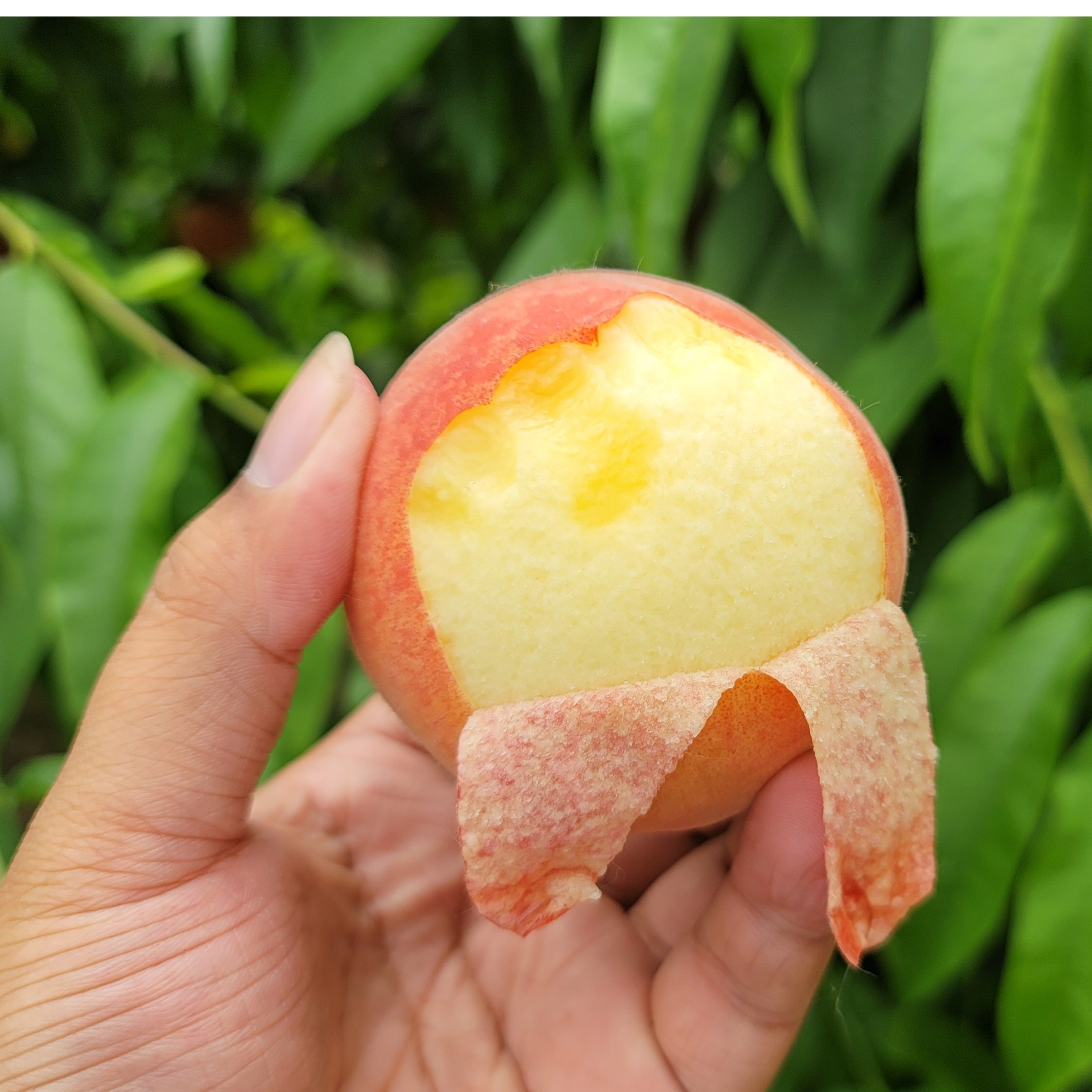 【顺丰包邮】 砀山水蜜桃净重5斤现摘现发顺丰发货纯甜爆汁