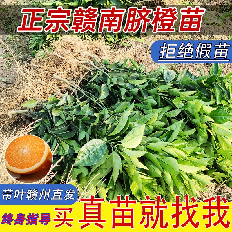 赣南脐橙苗纽荷尔果树苗黄肉橙子苗裸根嫁接苗优质耐旱正宗江西发