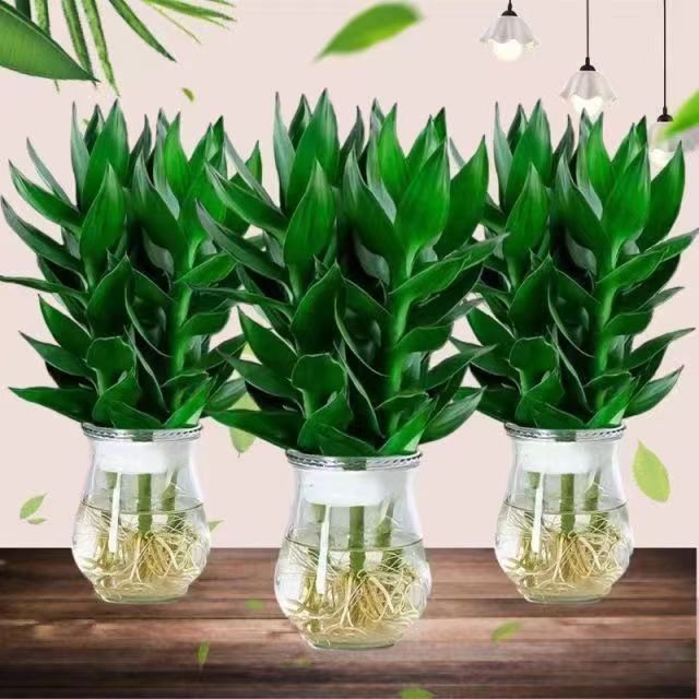 水培观音竹富贵竹绿色植物客厅美观好养花卉盆栽绿萝水养净化空气
