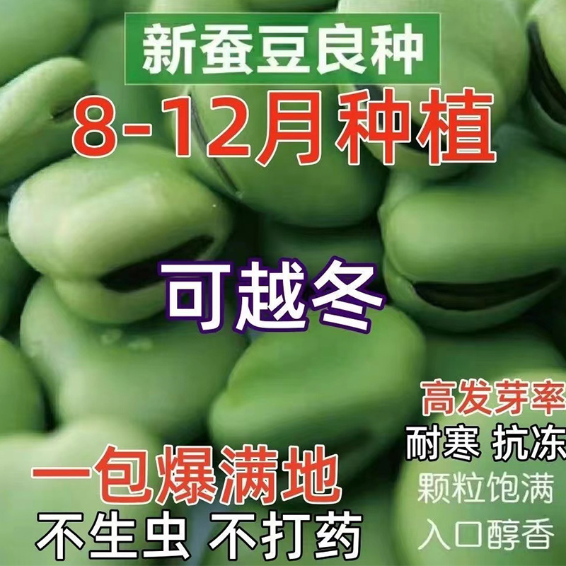 蚕豆种子七星特大蚕豆巨大号罗汉豆种籽秋冬季播种早熟耐寒胡豆籽