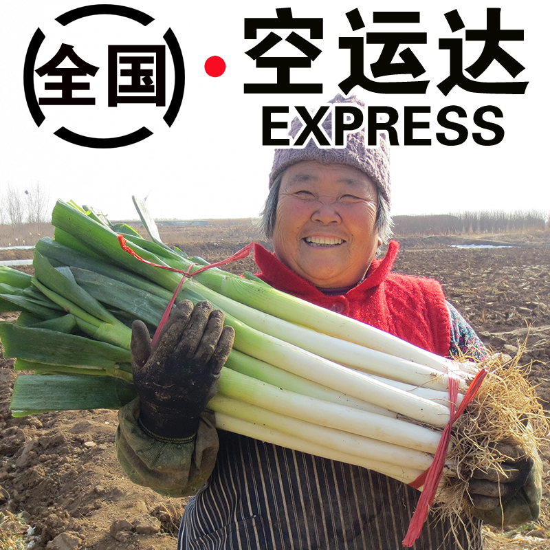 山东大葱5/10斤装正宗铁杆大葱蘸酱脆甄选甜章丘葱健康精新鲜蔬菜