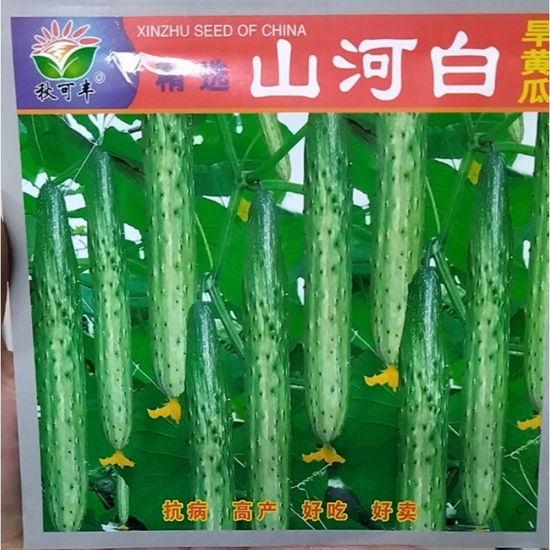 山河白旱黄瓜籽种子山河白旱黄瓜籽山河白黄瓜蔬菜菜种子