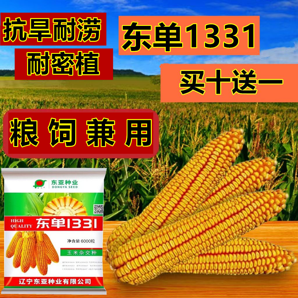 正品东单1331玉米种子6000粒抗倒伏原装耐高温非东亚小钢炮细红轴