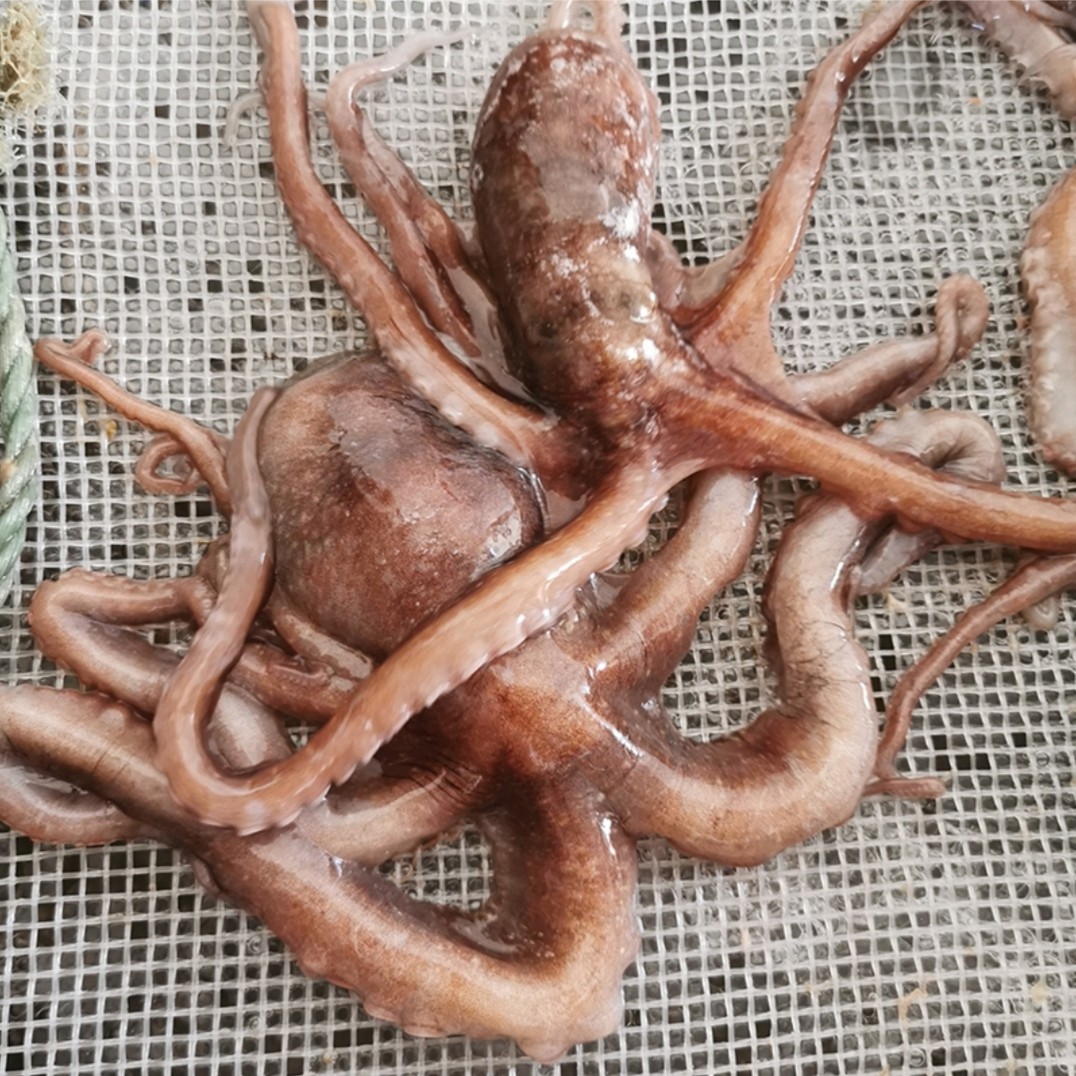 鲜活速冻爆头长腿八爪鱼章鱼望鮹长腿章鱼无冰无泡水顺丰冷链包邮