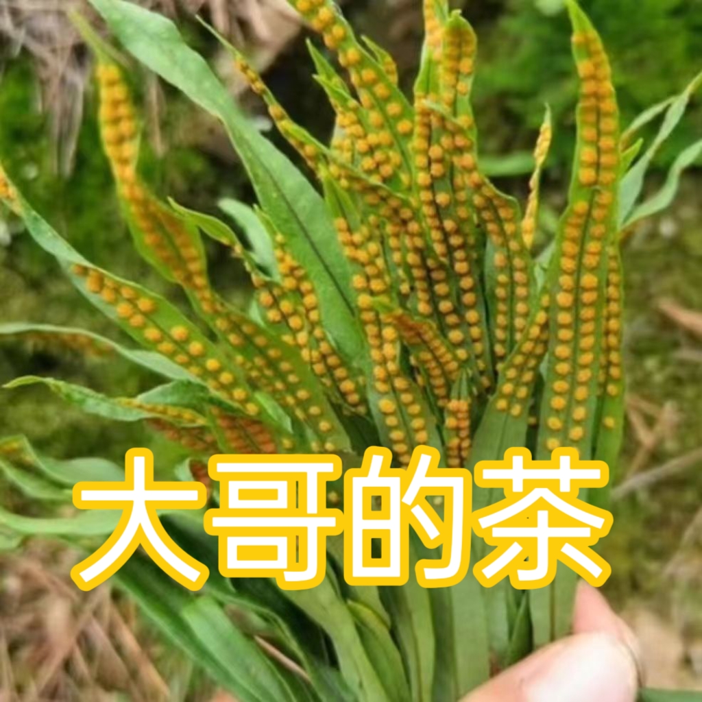 正宗长白山化石 草黄金草泡水煮水