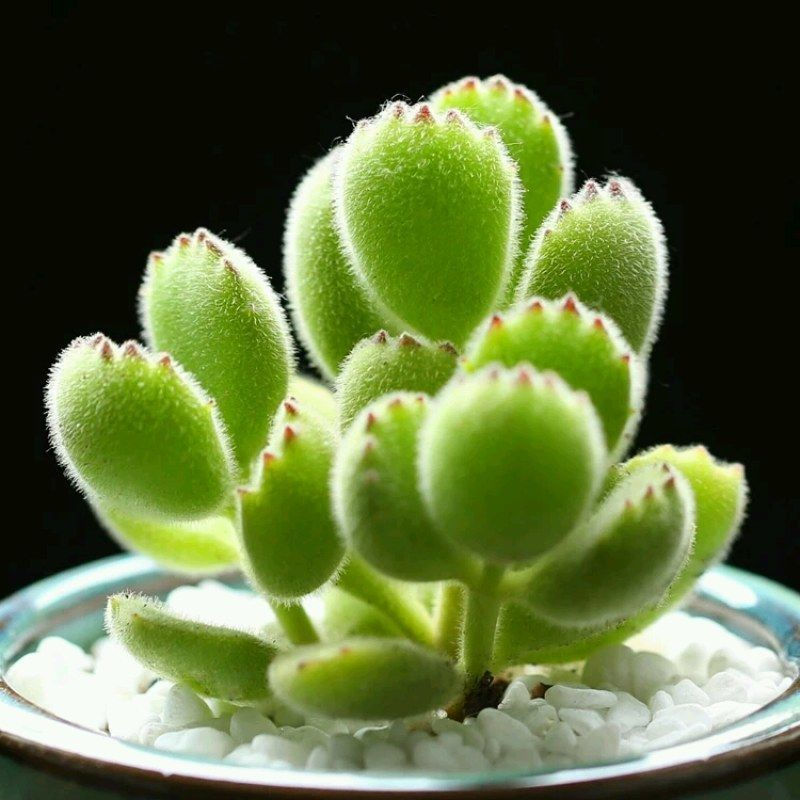 多肉植物熊童子群生多头老桩办公室内萌肉肉新手组合盆栽绿植