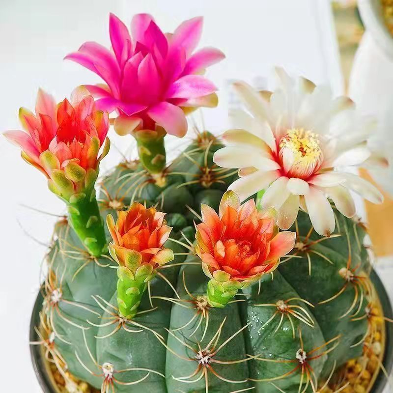 菲花玉仙人球带花苞绯花玉小盆栽桌面绿植多肉植物花卉室内花开花