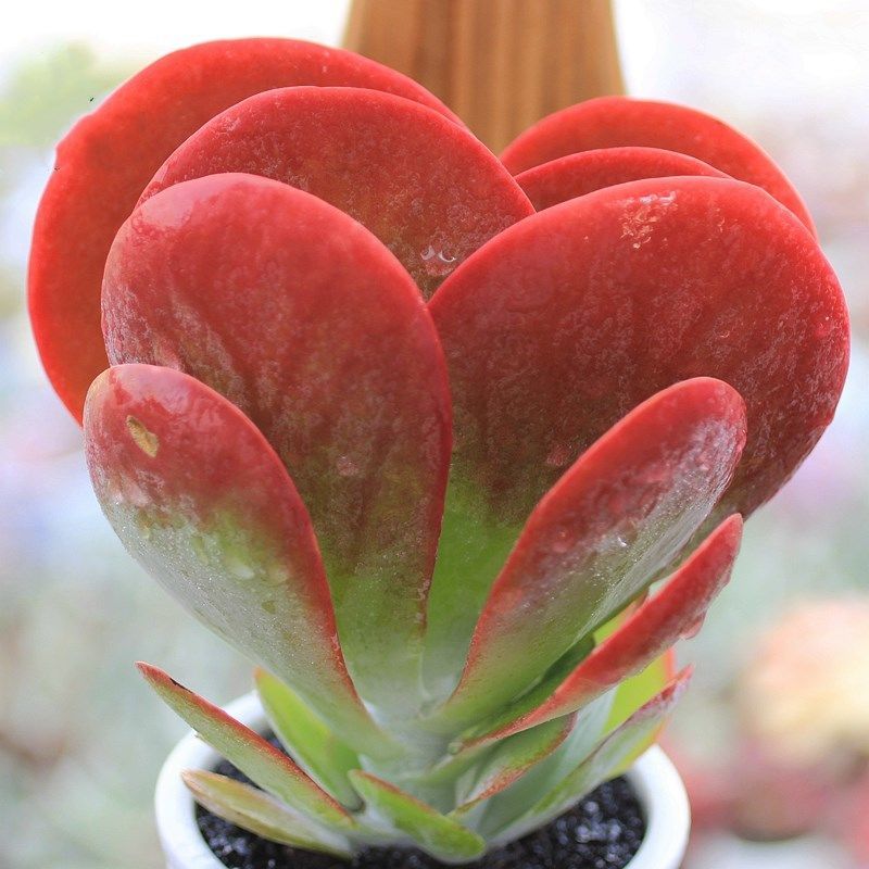 多肉唐印唐印多肉多肉植物高品质多肉唐印好养活多肉植物