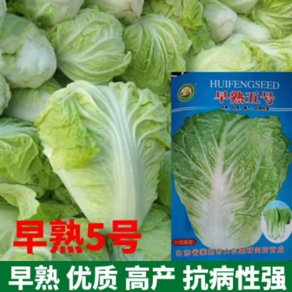 早熟五号白菜种子50天大全秋冬四季小白菜抗病耐高温超甜蔬菜种孑