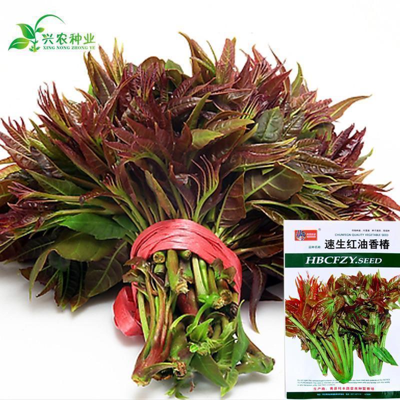 蔬菜种子红油香椿 庭院季播速生盆栽阳台四季营养