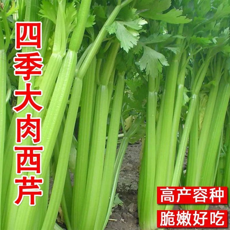四季大肉西芹种子春秋播肉厚脆爽洋芹菜种子高产阳台大棚蔬菜种籽