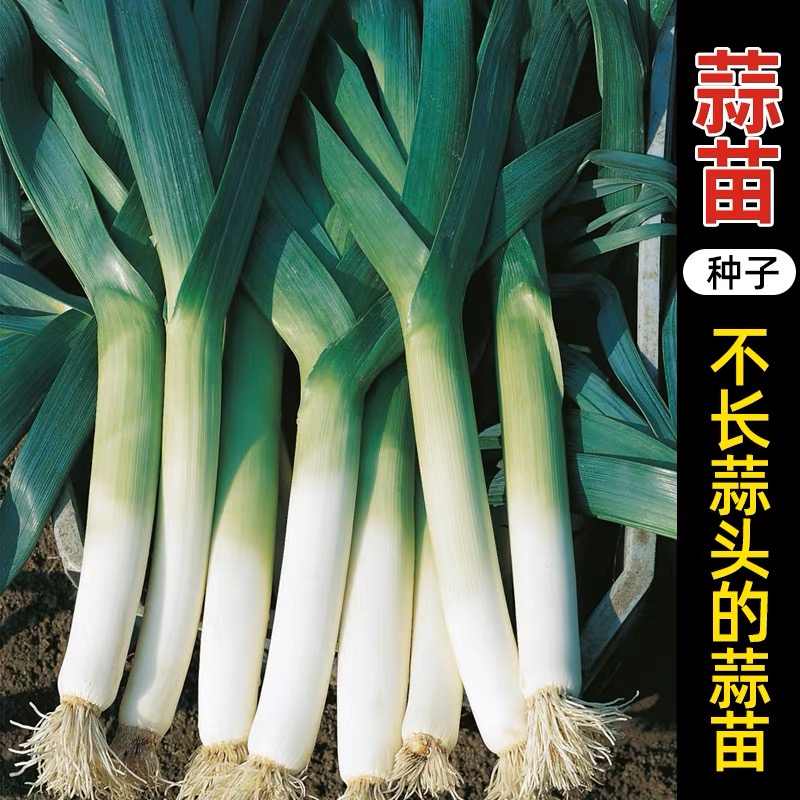 宽叶蒜苗种子多茬种植四季可种南方北方种蒜苗种子采收耐寒特惠