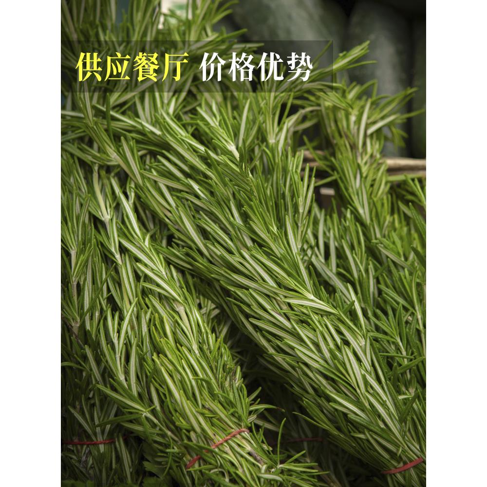 新鲜迷迭香牛排用食用香料西餐食材调味烘焙蛋糕装饰摆盘迷失香