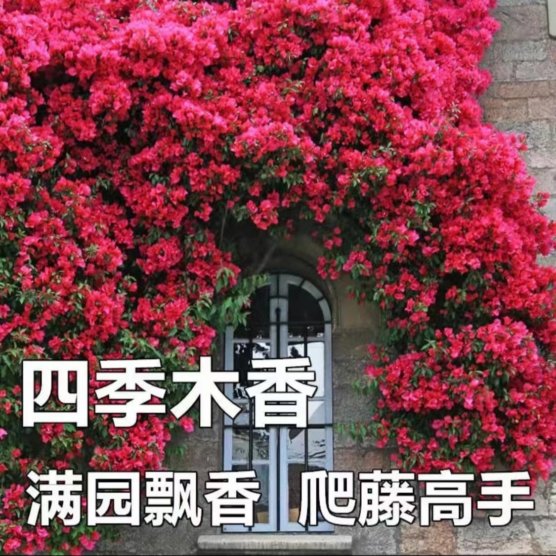 红木香爬藤浓香黄木香盆栽庭院种花蔷薇耐寒植物四季开花玫瑰月季