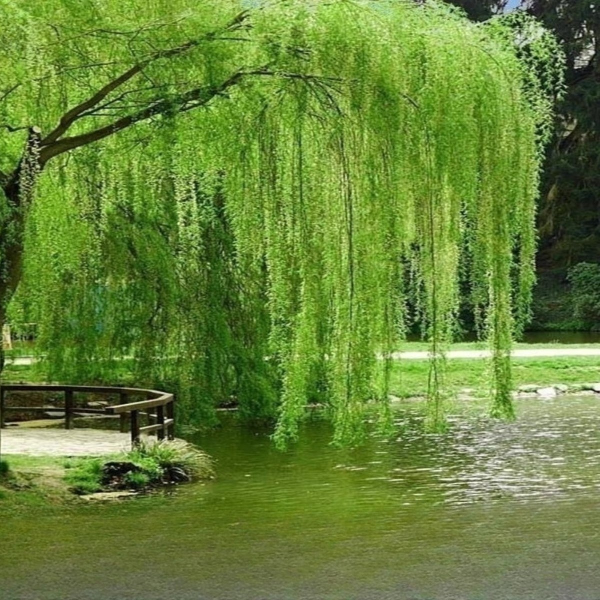 垂柳新款树苗青皮柳金丝柳黄速生柳树苗庭院道路占地工程绿化苗木