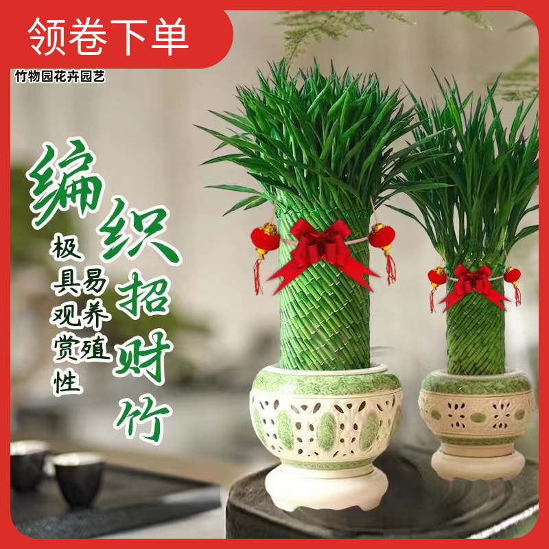 高端盆栽招财竹养殖适合乔迁富贵竹发财竹水培椰子绿植清新盆栽