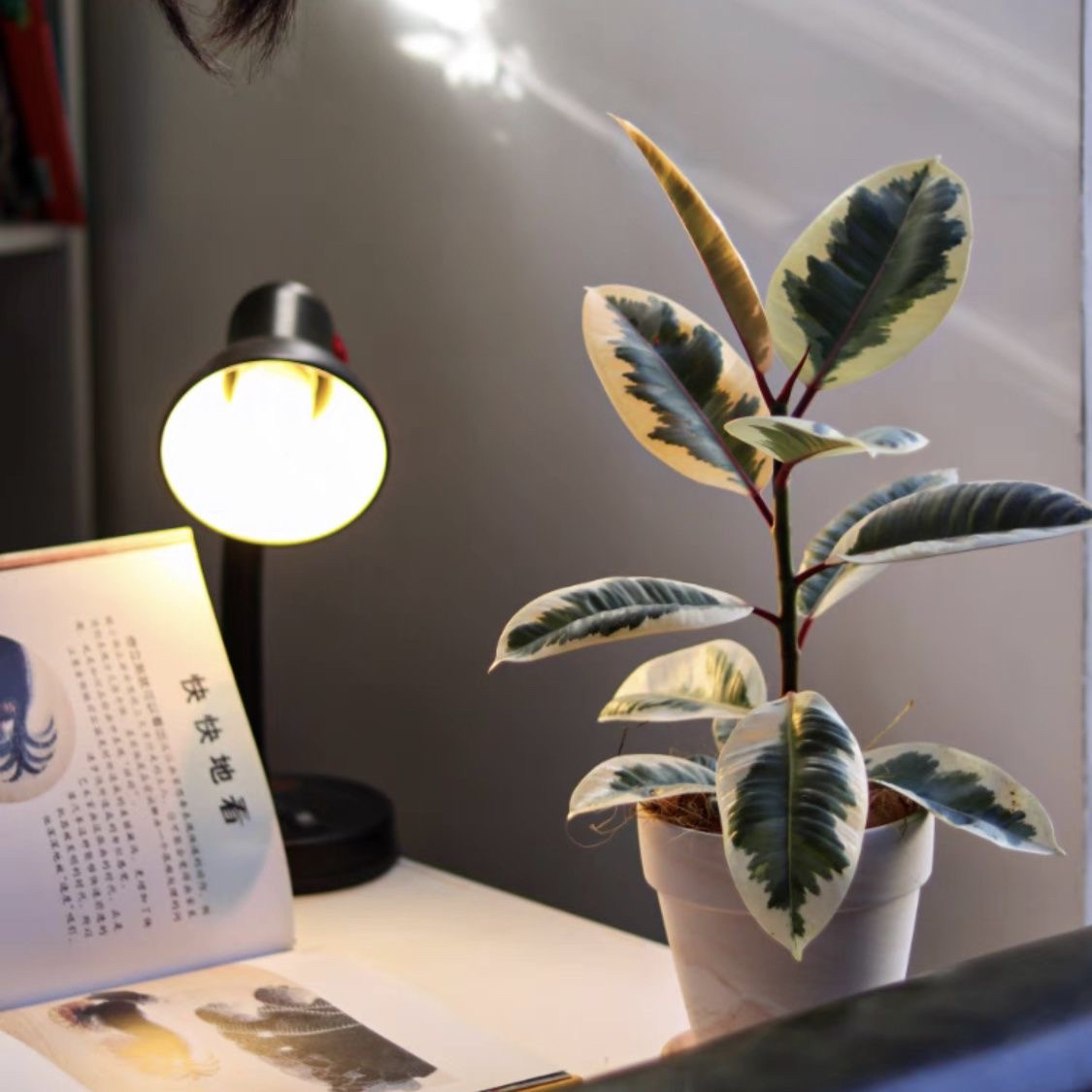 精选花叶橡皮树花金刚阳台室内客厅北欧绿植盆栽观叶耐热好养